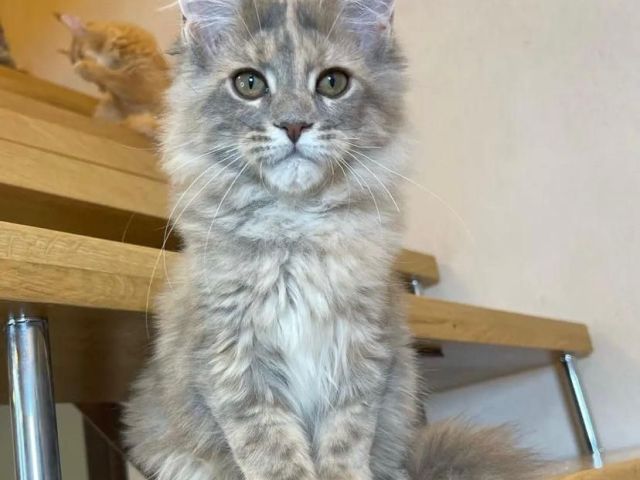 adorable-maine-coon-kitten-available-for-a-loving-home