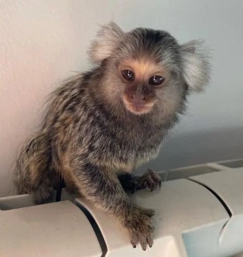 marmoset-monkey-male-big-0