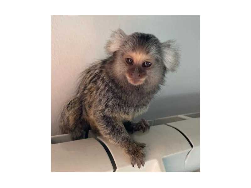 marmoset-monkey-male-small-0