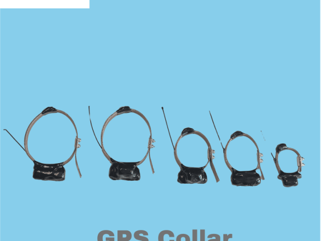 gps-collar-devices-designed-for-safe-and-secure-pet-care