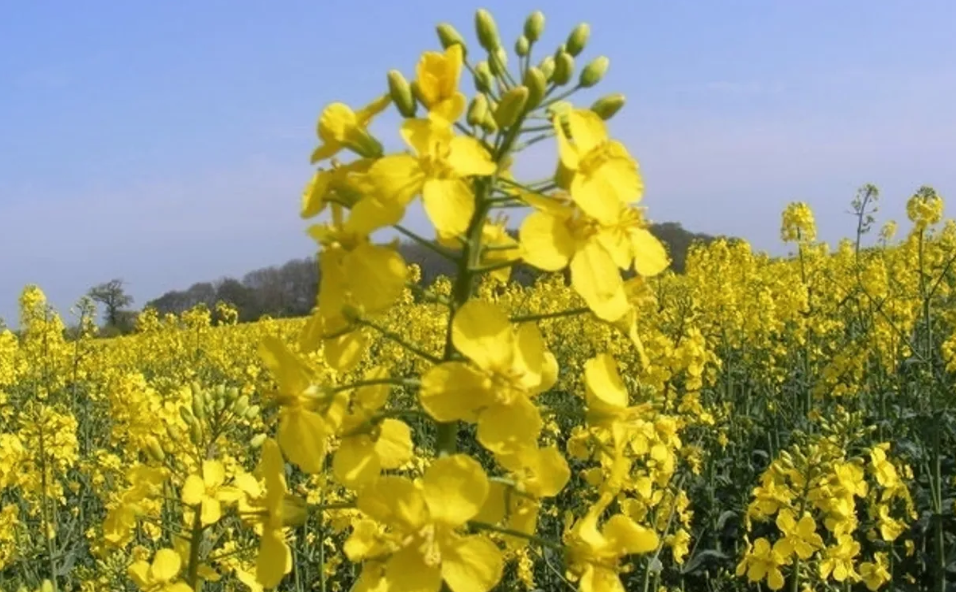 mustard-sandwich-blends-for-flavorful-homemade-meal-ideas-big-0