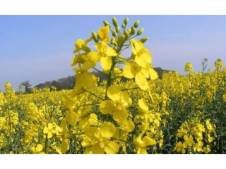 mustard-sandwich-blends-for-flavorful-homemade-meal-ideas-small-0