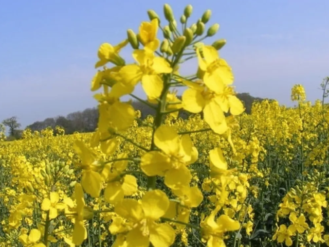 mustard-sandwich-blends-for-flavorful-homemade-meal-ideas