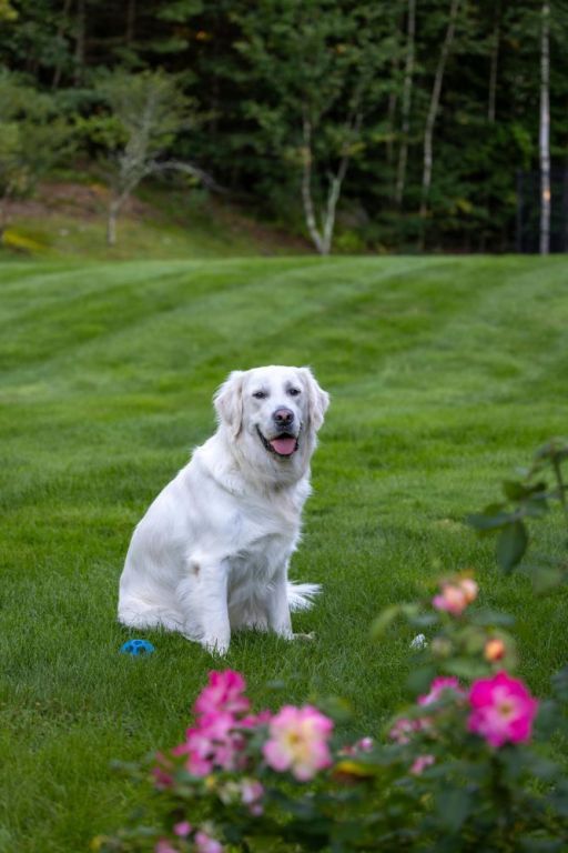 english-cream-golden-retriever-big-0