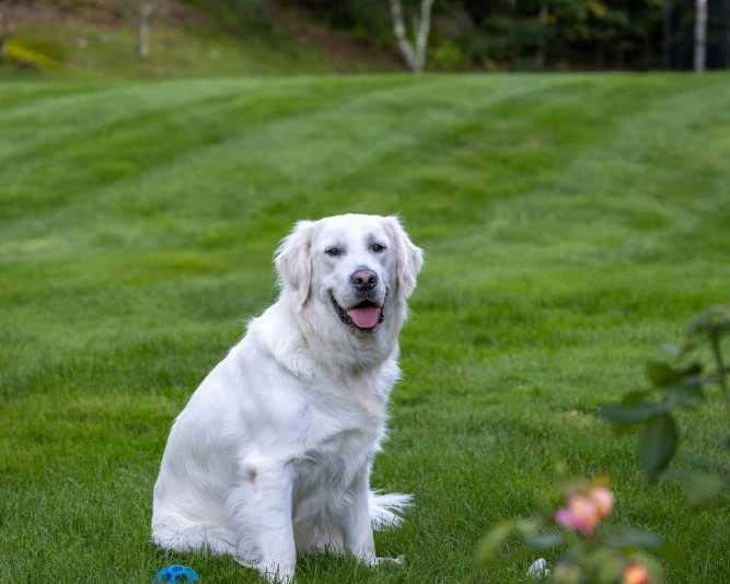 english-cream-golden-retriever