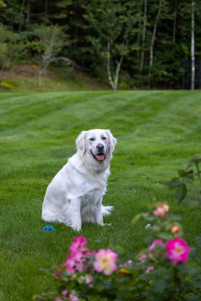 english-cream-golden-retriever-big-0