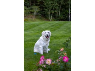 english-cream-golden-retriever-small-0