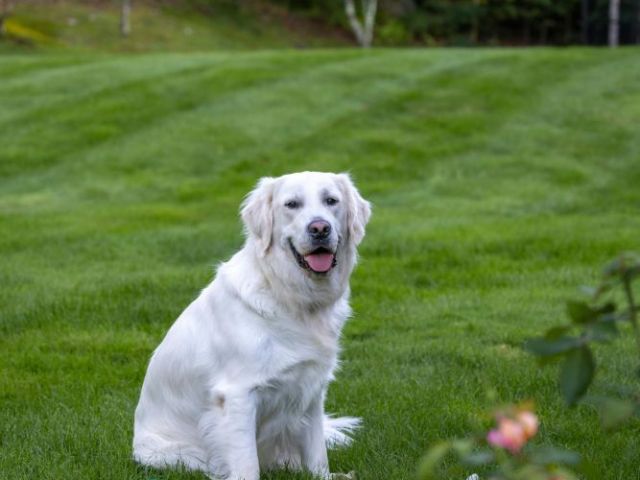 english-cream-golden-retriever