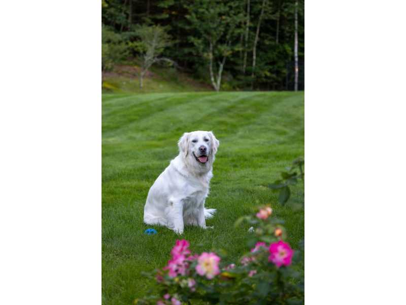 english-cream-golden-retriever-small-0
