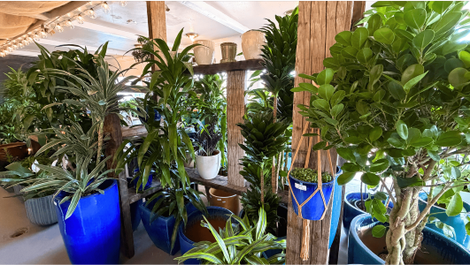 large-house-plants-in-los-angeles-urban-jungle-indoor-big-0