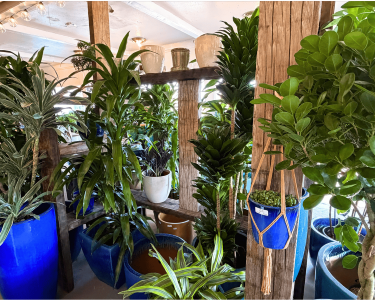 large-house-plants-in-los-angeles-urban-jungle-indoor