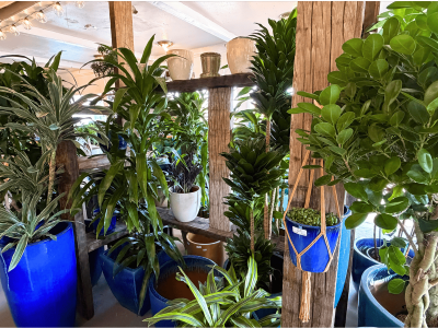 large-house-plants-in-los-angeles-urban-jungle-indoor