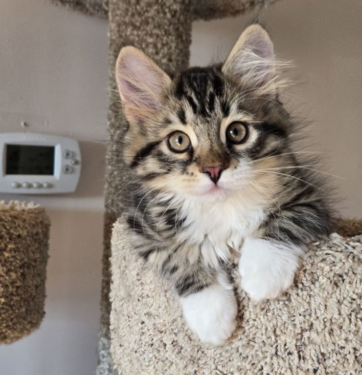 cute-maine-coon-kitten-available-for-a-loving-home-big-2