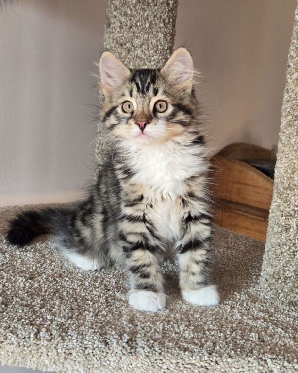 cute-maine-coon-kitten-available-for-a-loving-home-big-3
