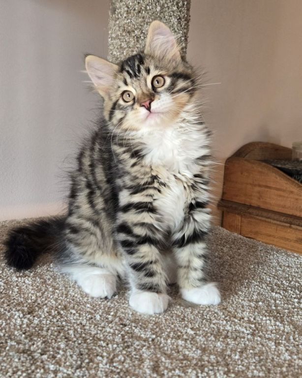 cute-maine-coon-kitten-available-for-a-loving-home-big-1