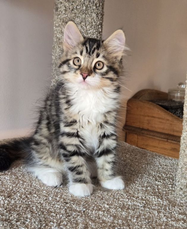 cute-maine-coon-kitten-available-for-a-loving-home-big-0