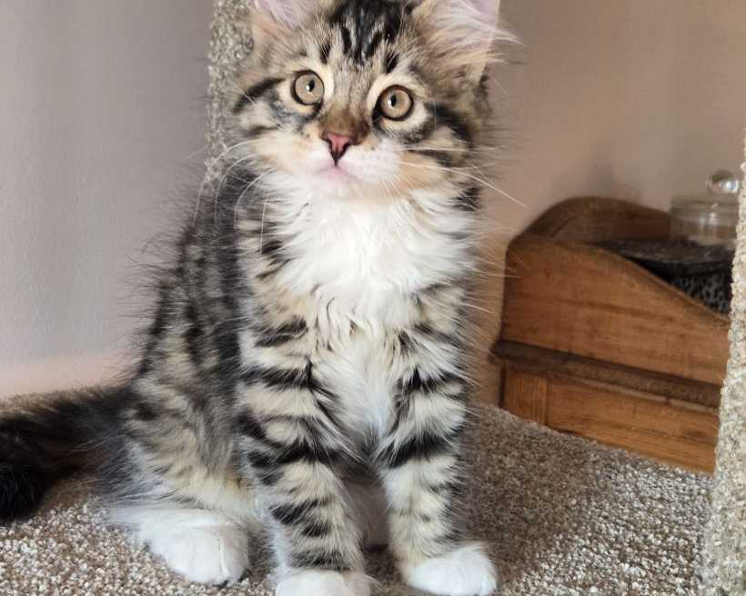 cute-maine-coon-kitten-available-for-a-loving-home