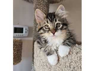 cute-maine-coon-kitten-available-for-a-loving-home-small-2