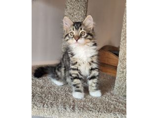 cute-maine-coon-kitten-available-for-a-loving-home-small-3