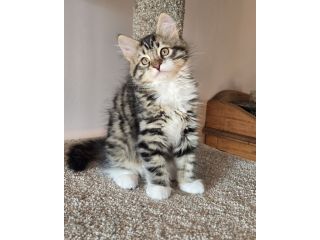 cute-maine-coon-kitten-available-for-a-loving-home-small-1