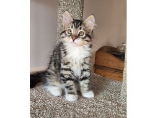 cute-maine-coon-kitten-available-for-a-loving-home-small-0