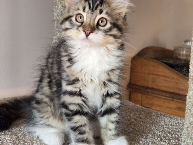 cute-maine-coon-kitten-available-for-a-loving-home