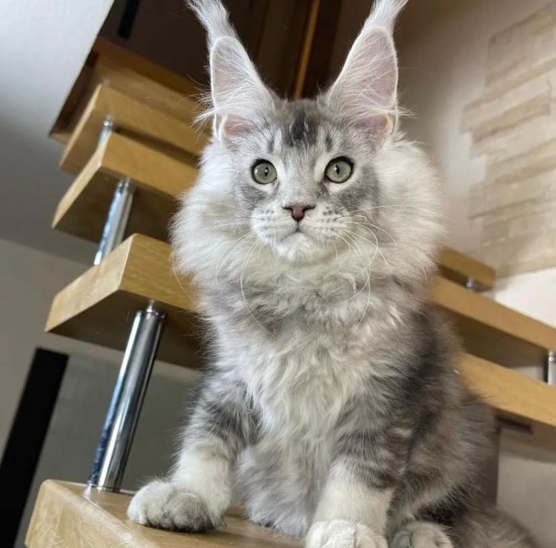 male-and-female-maine-coon-kittens-for-adoption-big-0