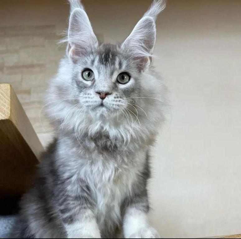 male-and-female-maine-coon-kittens-for-adoption-big-1