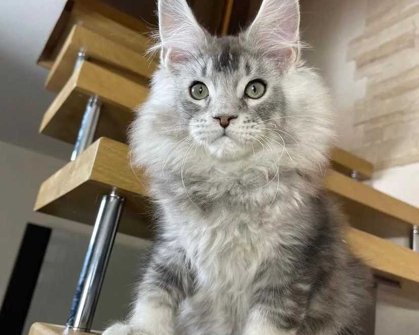 male-and-female-maine-coon-kittens-for-adoption