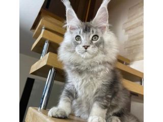 male-and-female-maine-coon-kittens-for-adoption-small-0