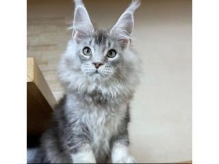 male-and-female-maine-coon-kittens-for-adoption-small-1