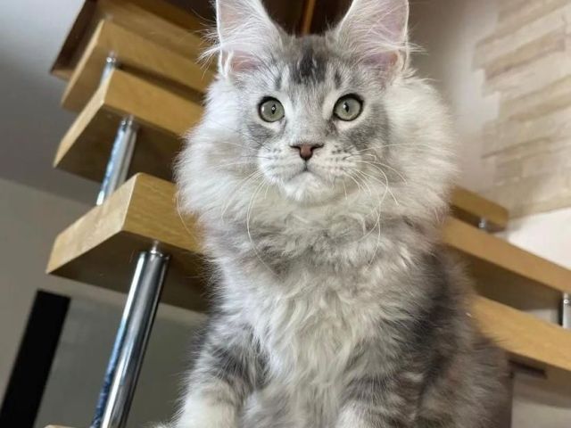 male-and-female-maine-coon-kittens-for-adoption