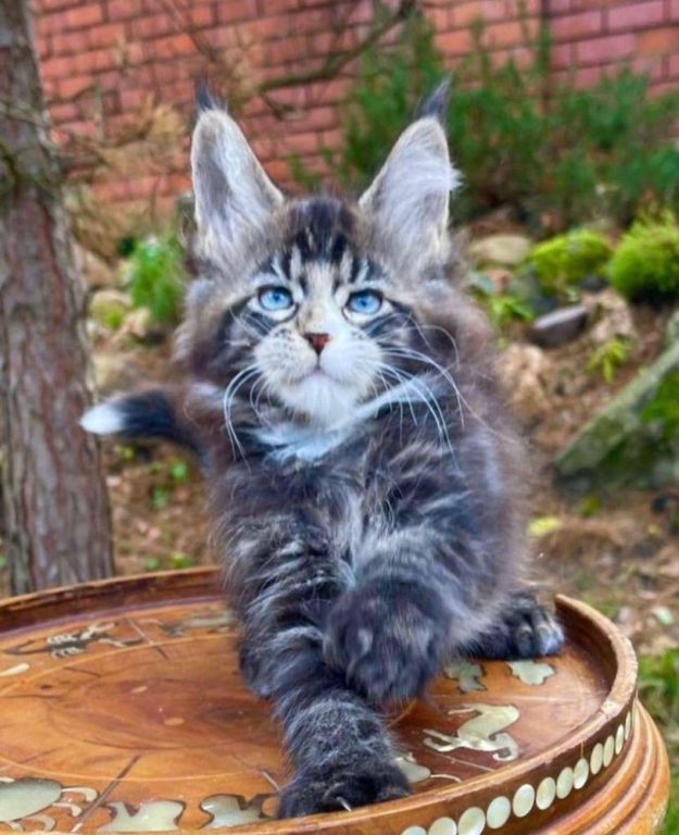 maine-coon-kitten-ready-for-a-new-home-big-0