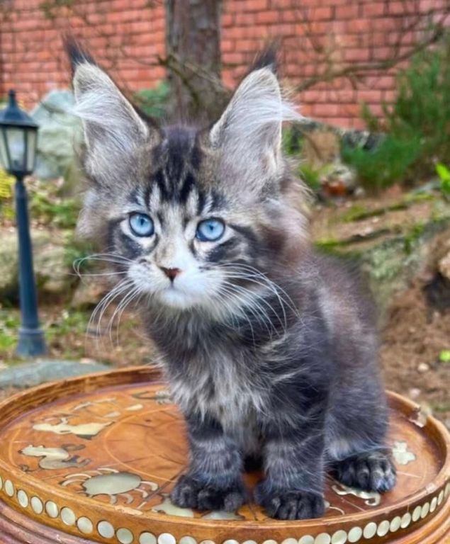 maine-coon-kitten-ready-for-a-new-home-big-1