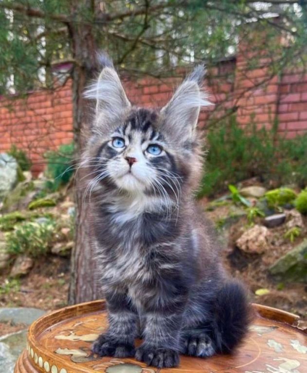 maine-coon-kitten-ready-for-a-new-home-big-2
