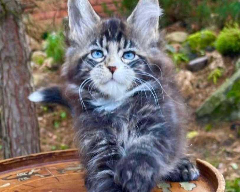 maine-coon-kitten-ready-for-a-new-home