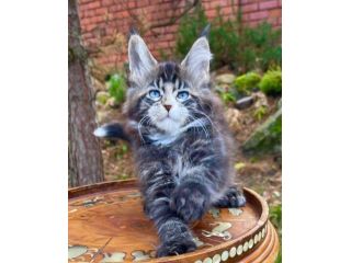 maine-coon-kitten-ready-for-a-new-home-small-0