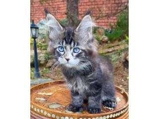 maine-coon-kitten-ready-for-a-new-home-small-1