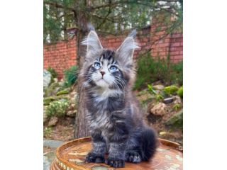 maine-coon-kitten-ready-for-a-new-home-small-2