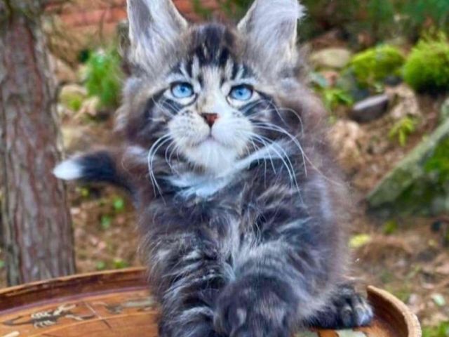 maine-coon-kitten-ready-for-a-new-home