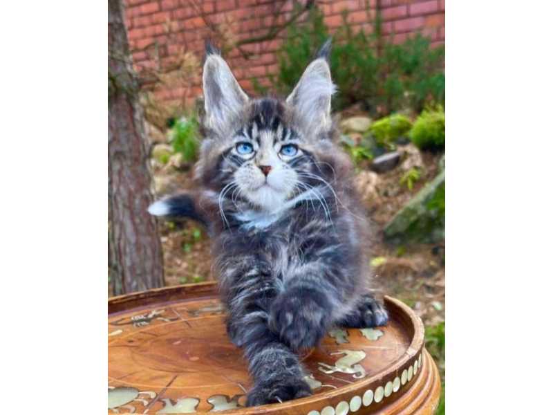maine-coon-kitten-ready-for-a-new-home-small-0