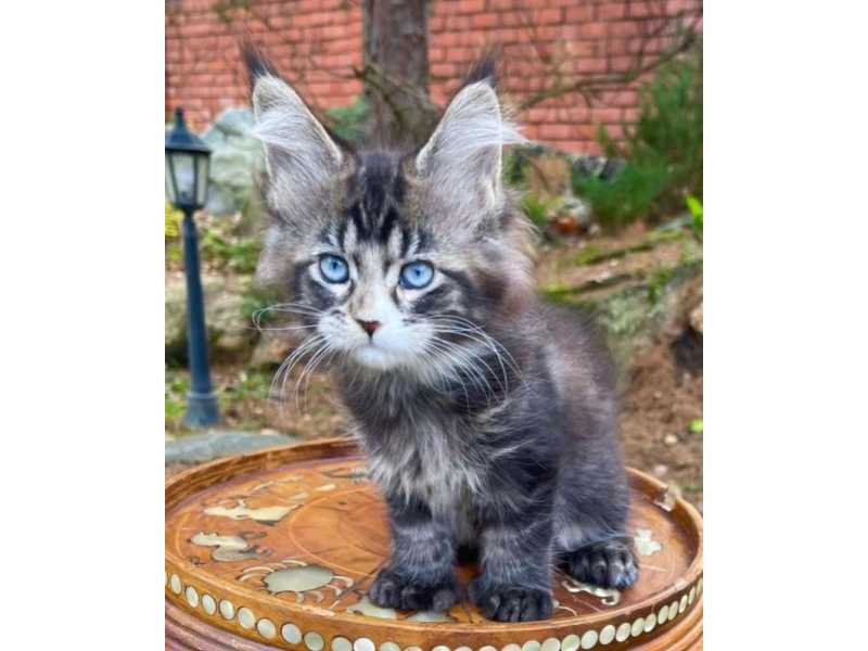 maine-coon-kitten-ready-for-a-new-home-small-1