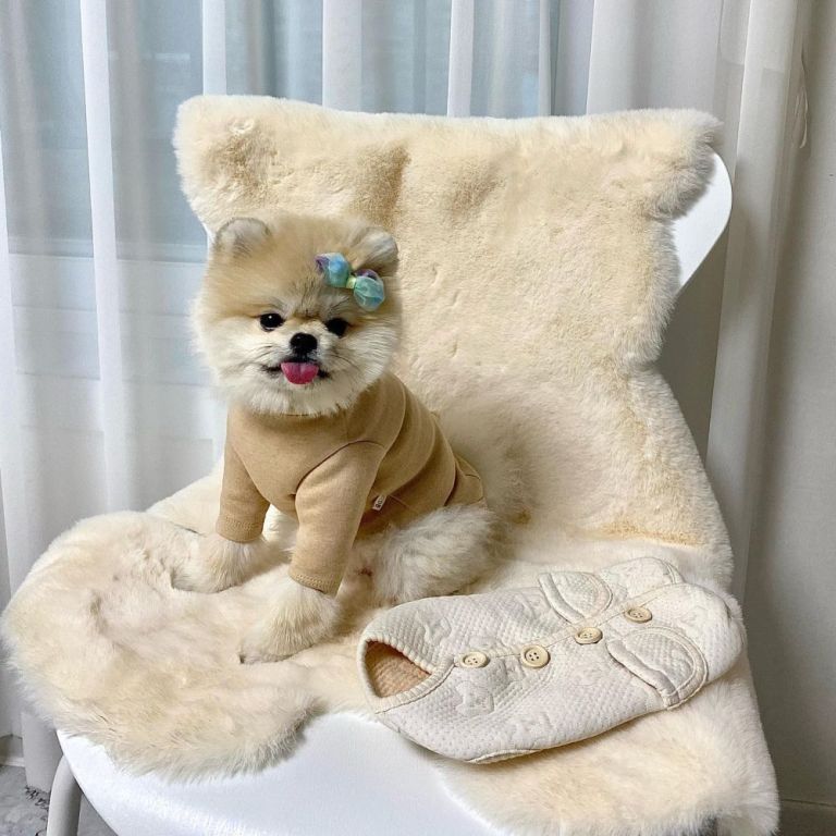 teacup-pomeranian-puppies-for-sale-big-4