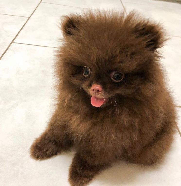 teacup-pomeranian-puppies-for-sale-big-3