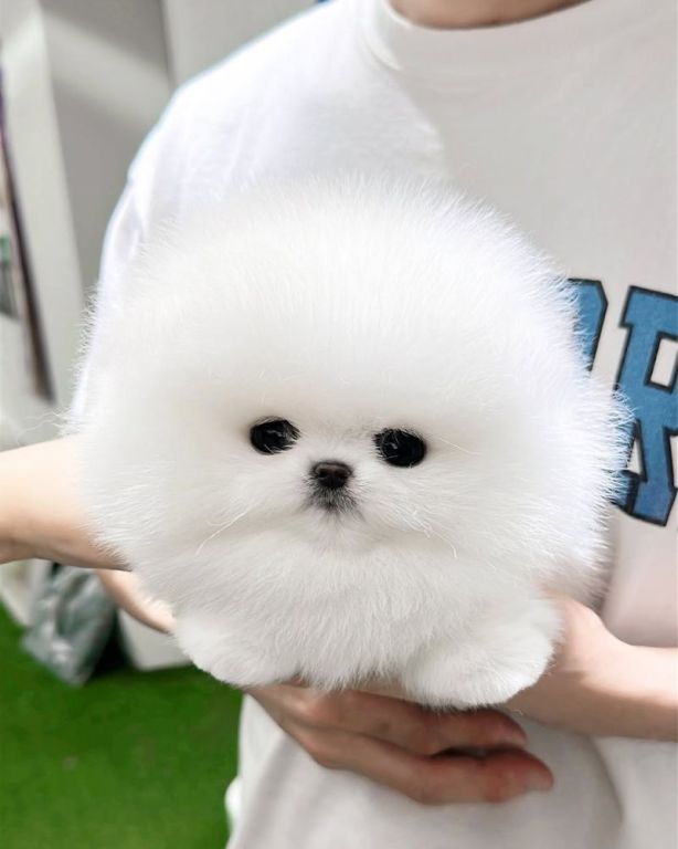 teacup-pomeranian-puppies-for-sale-big-0
