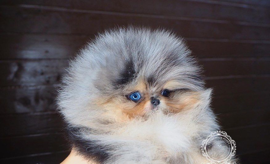 teacup-pomeranian-puppies-for-sale-big-2