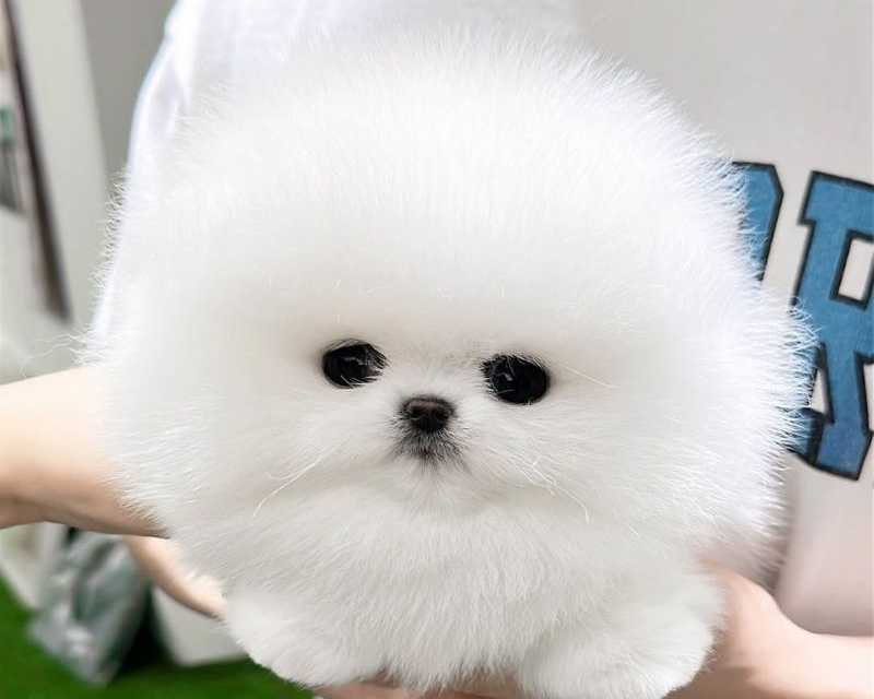 teacup-pomeranian-puppies-for-sale