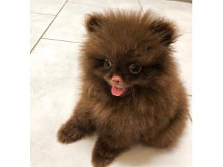 teacup-pomeranian-puppies-for-sale-small-3