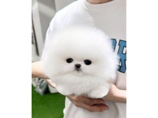 teacup-pomeranian-puppies-for-sale-small-0