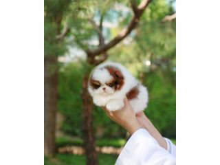 teacup-pomeranian-puppies-for-sale-small-1